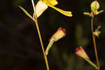 Narrowleaf primrose-willow